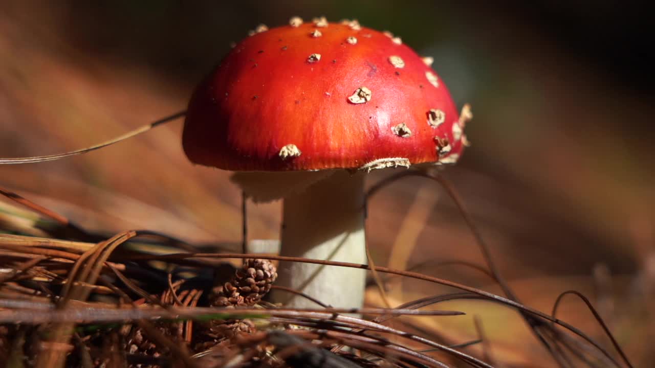 靠近蘑菇飞木耳在秋天森林背景。有毒致幻剂红毒鹅膏菌。视频素材