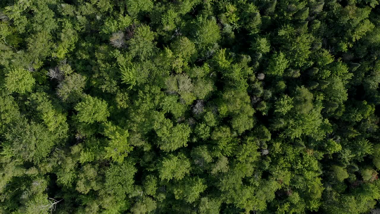 加拿大魁北克省，夏季北方森林的鸟瞰图视频素材