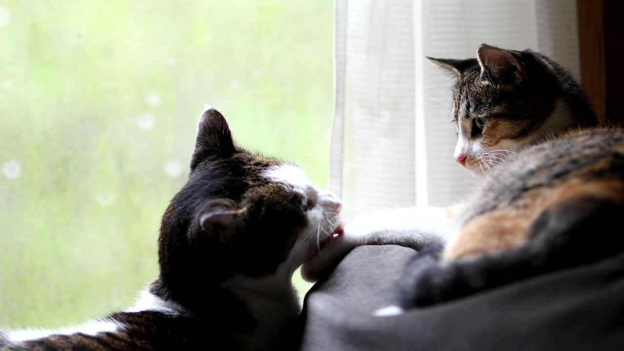 两只可爱的猫舔着鼻子亲吻视频下载