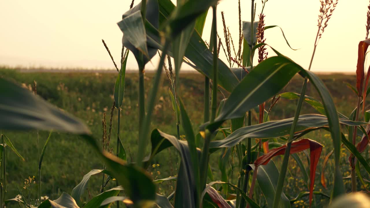 玉米叶子在夕阳的余晖中摇曳。一块玉米地已经准备好了，可以用地球上的生物量来生产食物视频素材