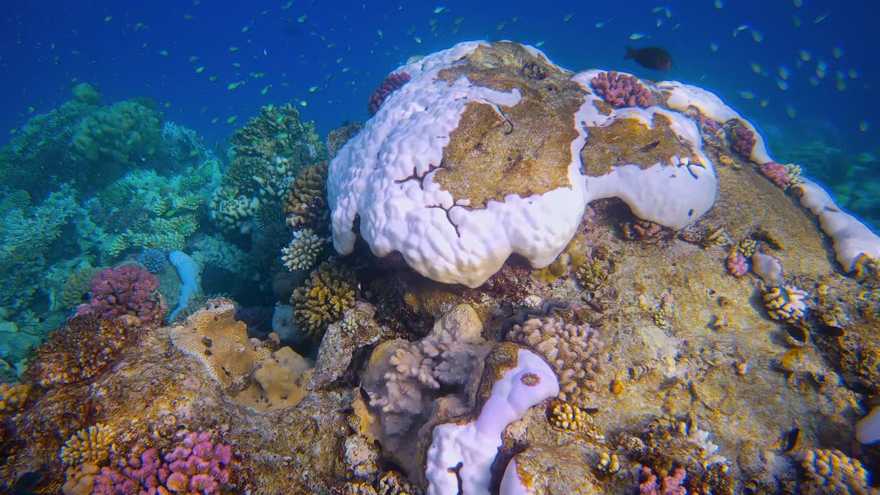 红海美丽的珊瑚礁上的海洋生物-马萨阿拉姆-埃及视频下载