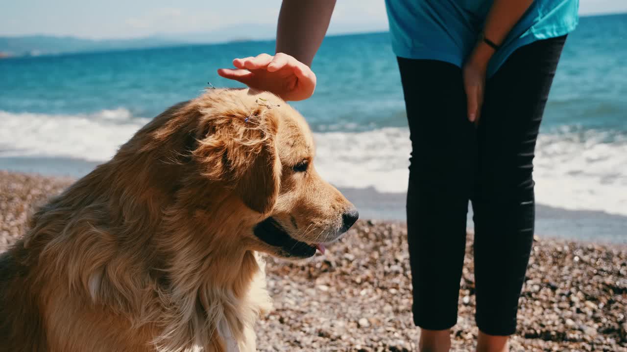 在海边的沙滩上，一个年轻的女人爱着她的狗——金毛寻回犬。视频素材