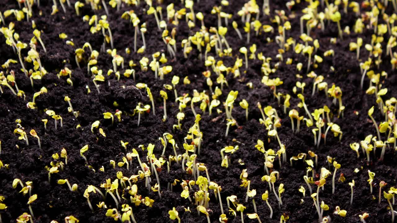 植物生长在春天的时间流逝，4k概念的生命起源。温室农业中新生西洋菜沙拉的种子发芽视频素材