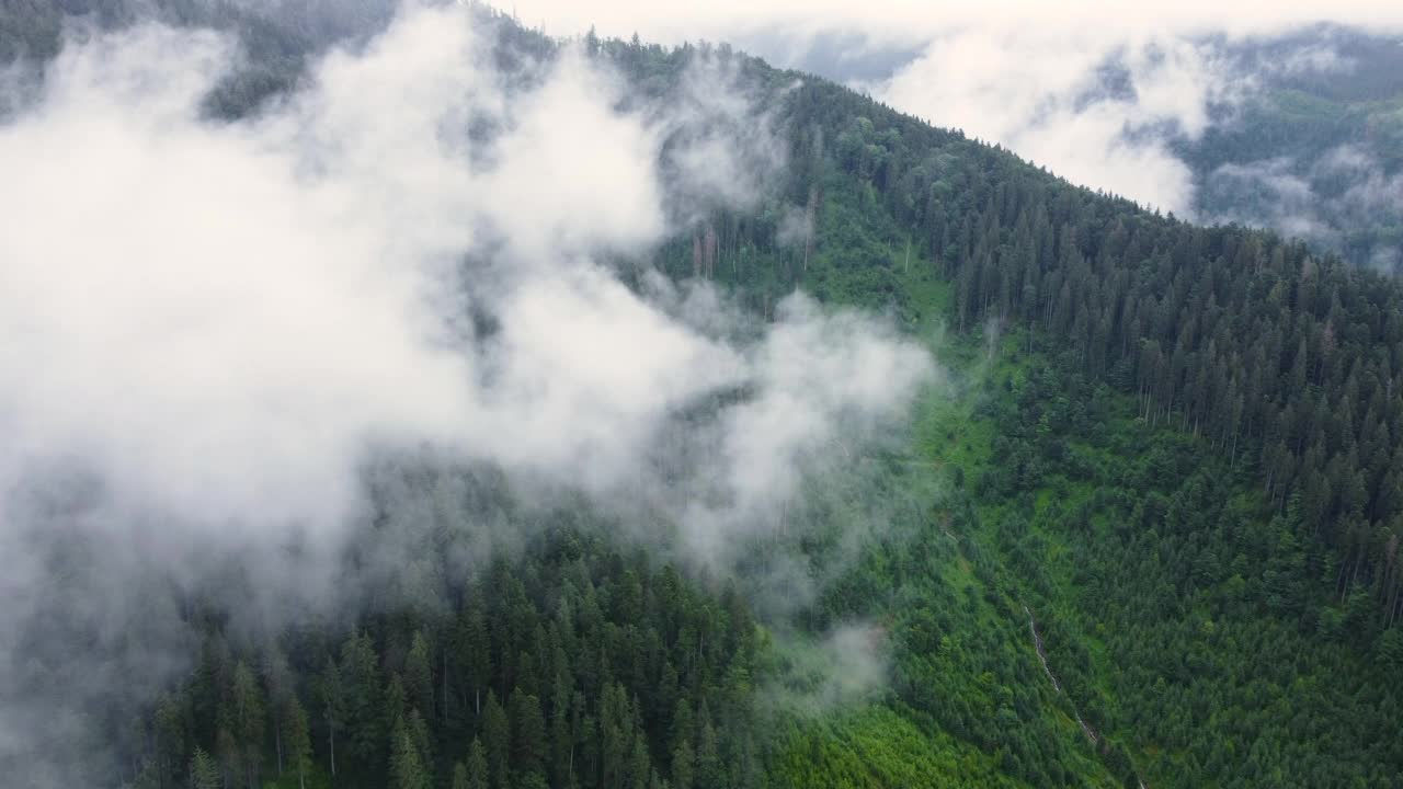 飞行在山上松树森林的云层之上，神奇的夏季森林下雨的天气，鸟瞰图无人机4k视频素材