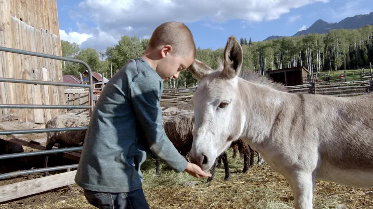 科罗拉多州特柳赖德威尔逊山家庭农场，一个男孩在畜栏里喂他的宠物驴一把燕麦视频素材