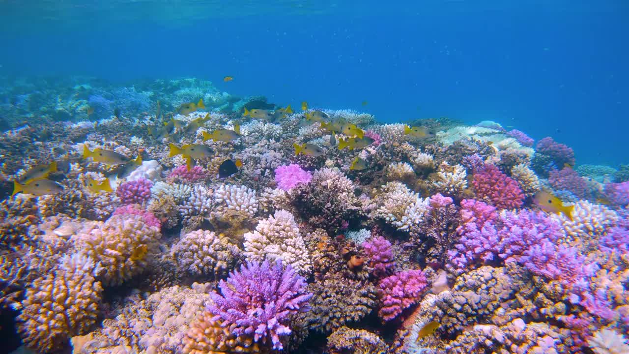 美丽的珊瑚礁上的海洋生物与黑斑鲷鱼(Lutjanus ehrenbergii)在红海-拉哈米湾-马萨阿拉姆-埃及视频素材