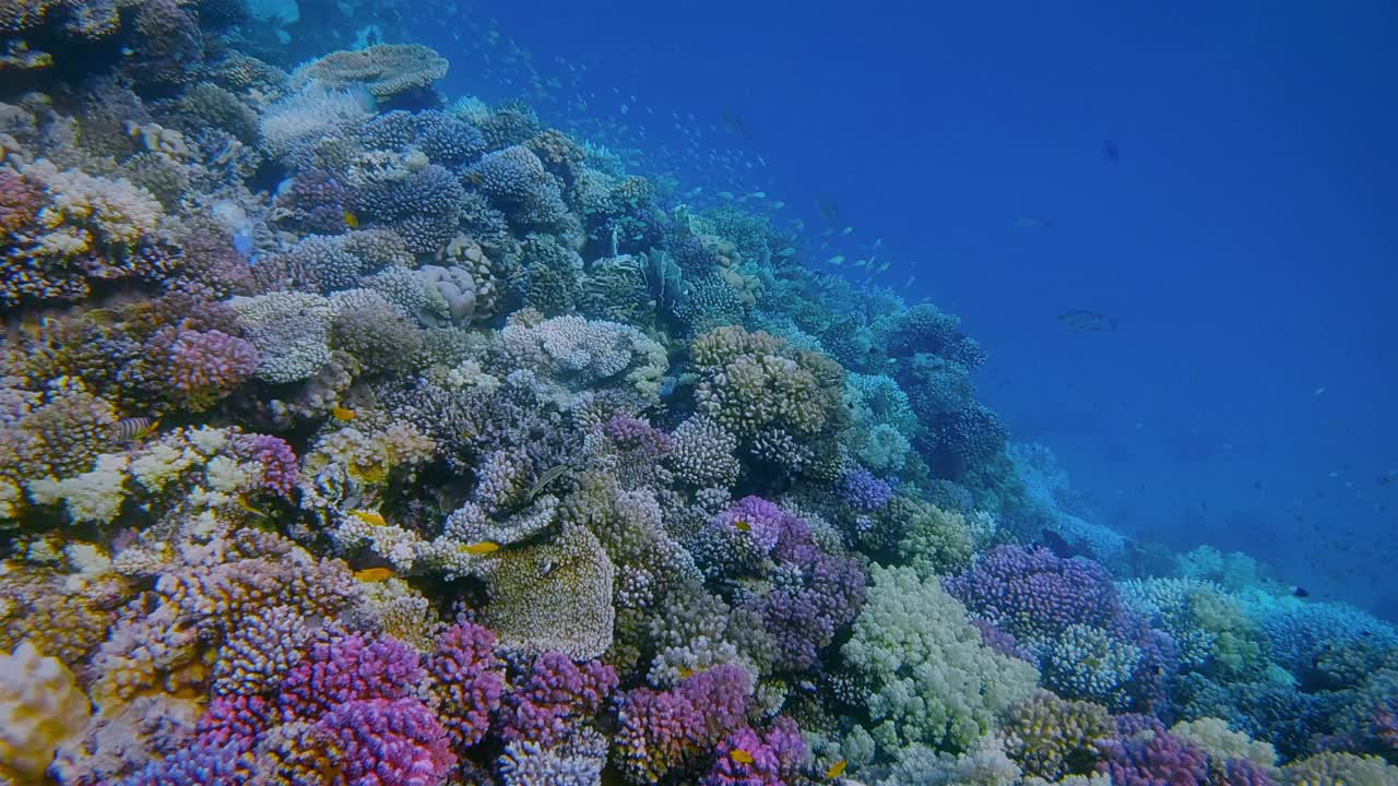 红海上有许多小型热带鱼的美丽珊瑚礁上的海洋生物-马萨阿拉姆-埃及视频下载