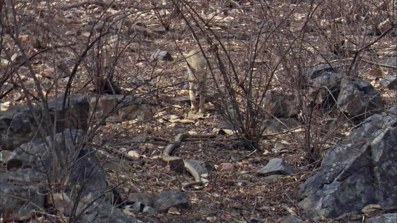 一条大蛇被一只野猫困住了视频素材