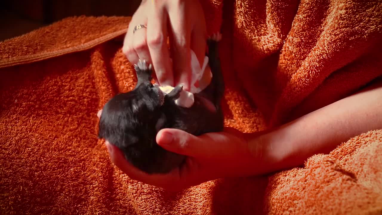 喂食后刺激早产的幼犬视频素材