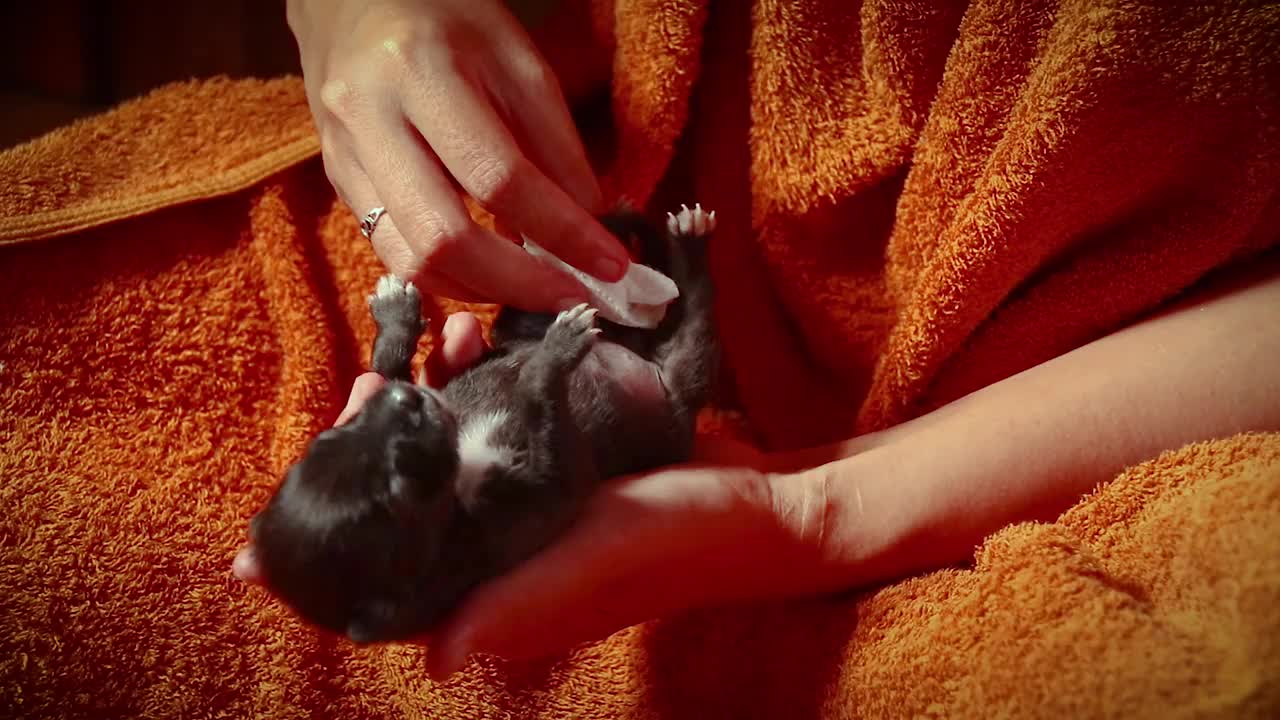 喂食后刺激早产的幼犬视频素材