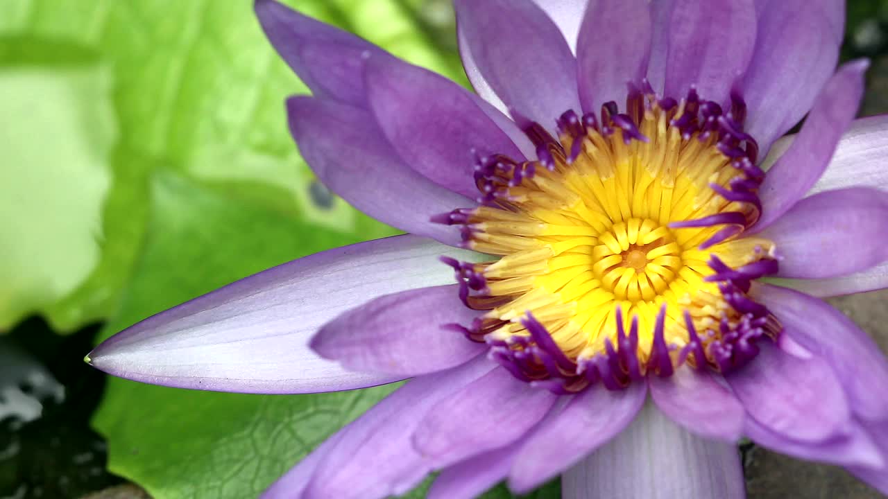 美丽的紫色睡莲在自然光线下，自然背景视频素材