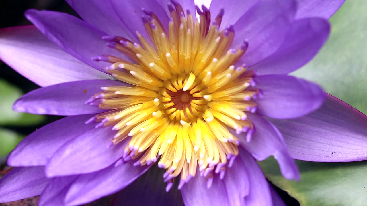 美丽的紫色睡莲在自然光线下，自然背景视频素材