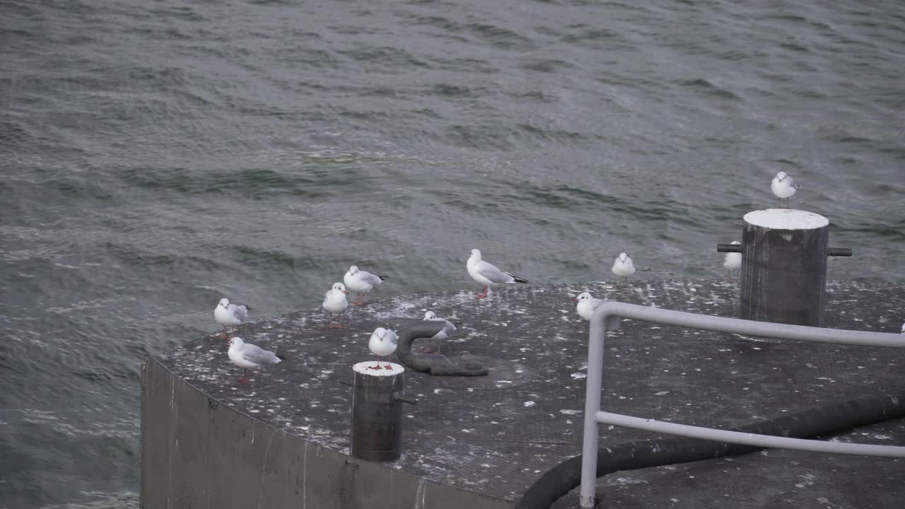 德国美因茨旧码头上的一群白色海鸥视频素材