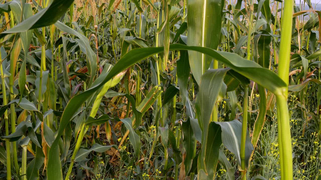 玉米田的特写镜头，一丛丛的玉米叶子和准备收割的玉米穗。恐怖的地方就像电影里的玉米地里的孩子视频素材