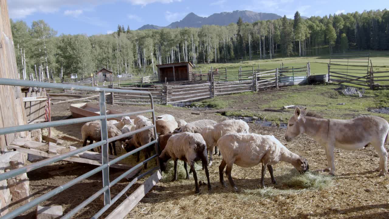 一群羊在畜栏里，由家庭宠物驴看管，背景是美丽的森林和威尔逊山视频素材