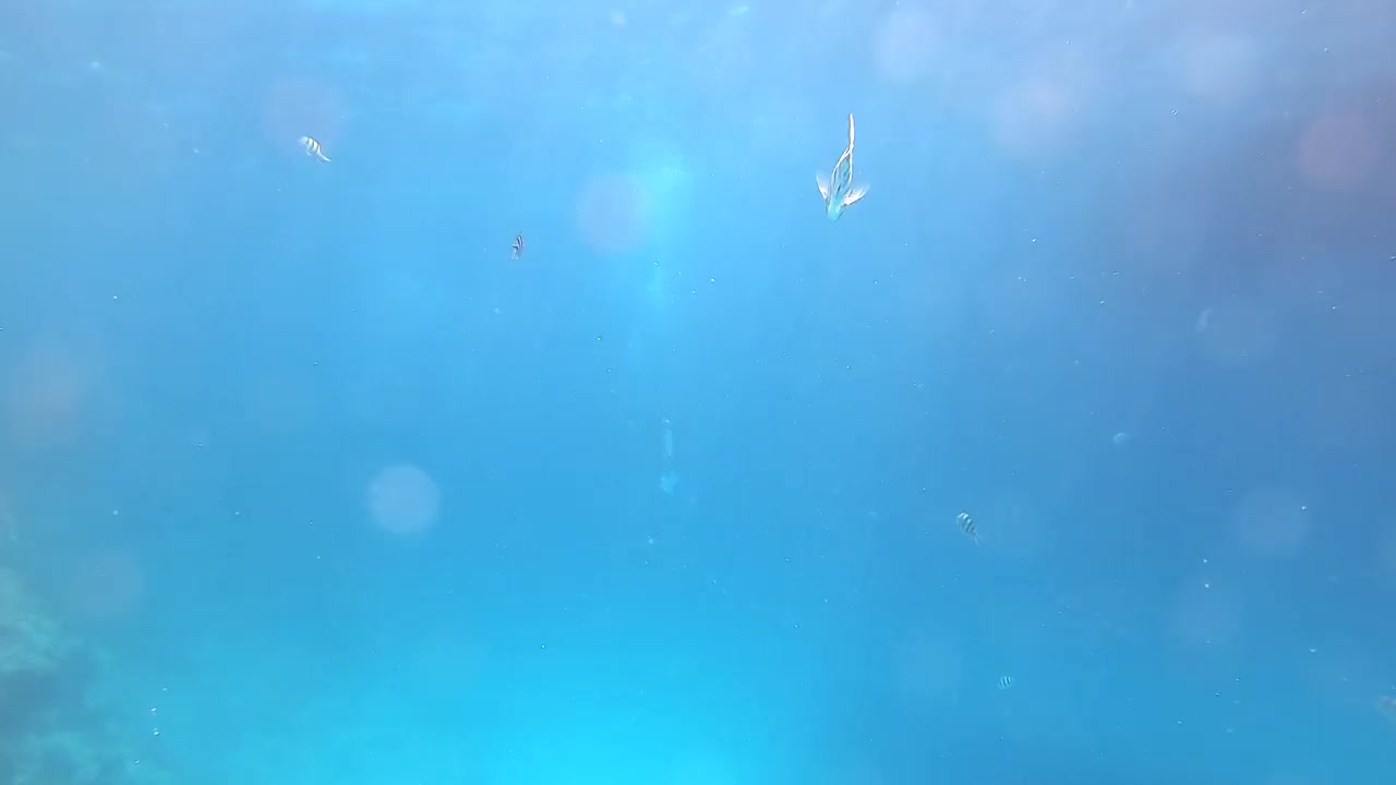 水下阳光下。深海视频素材