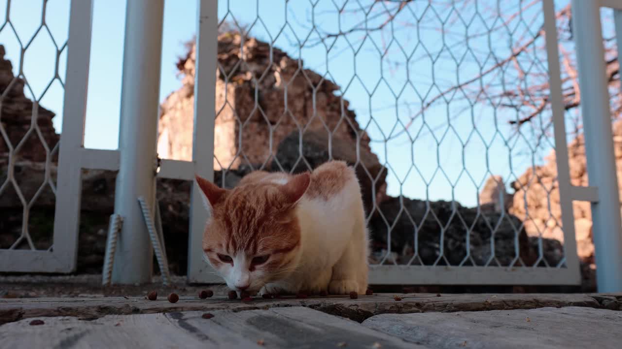 无家可归的红猫在街上吃食物。视频素材