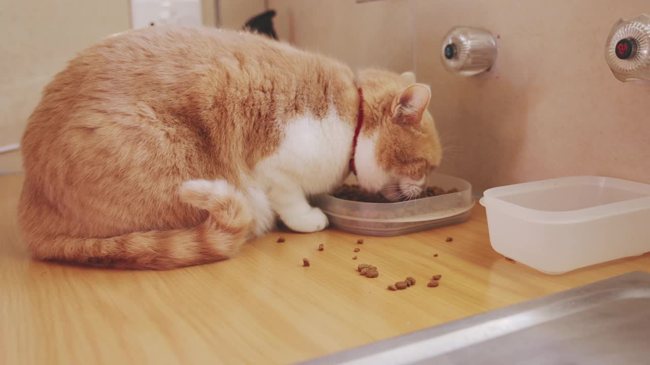 一只猫在家吃宠物食品的4k视频片段视频下载
