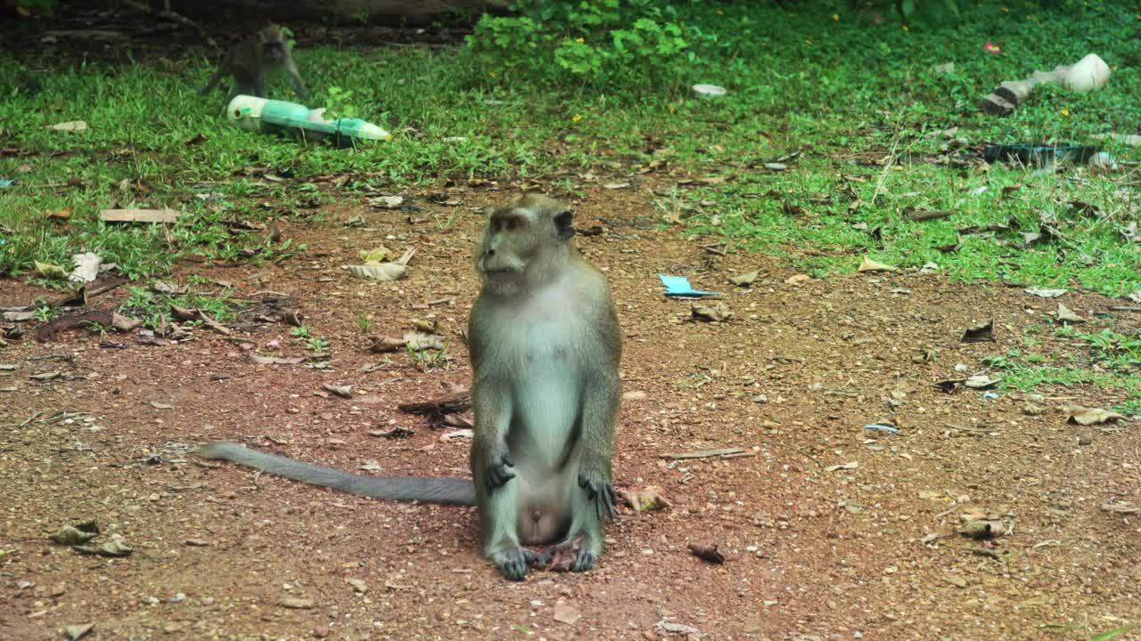 成年雄性长尾猕猴凝视镜头泰国视频下载