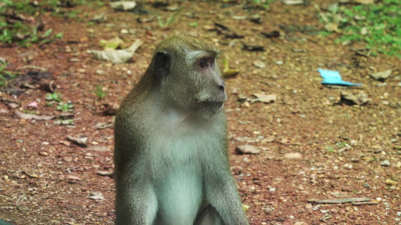 泰国野生雄性长尾猕猴视频下载