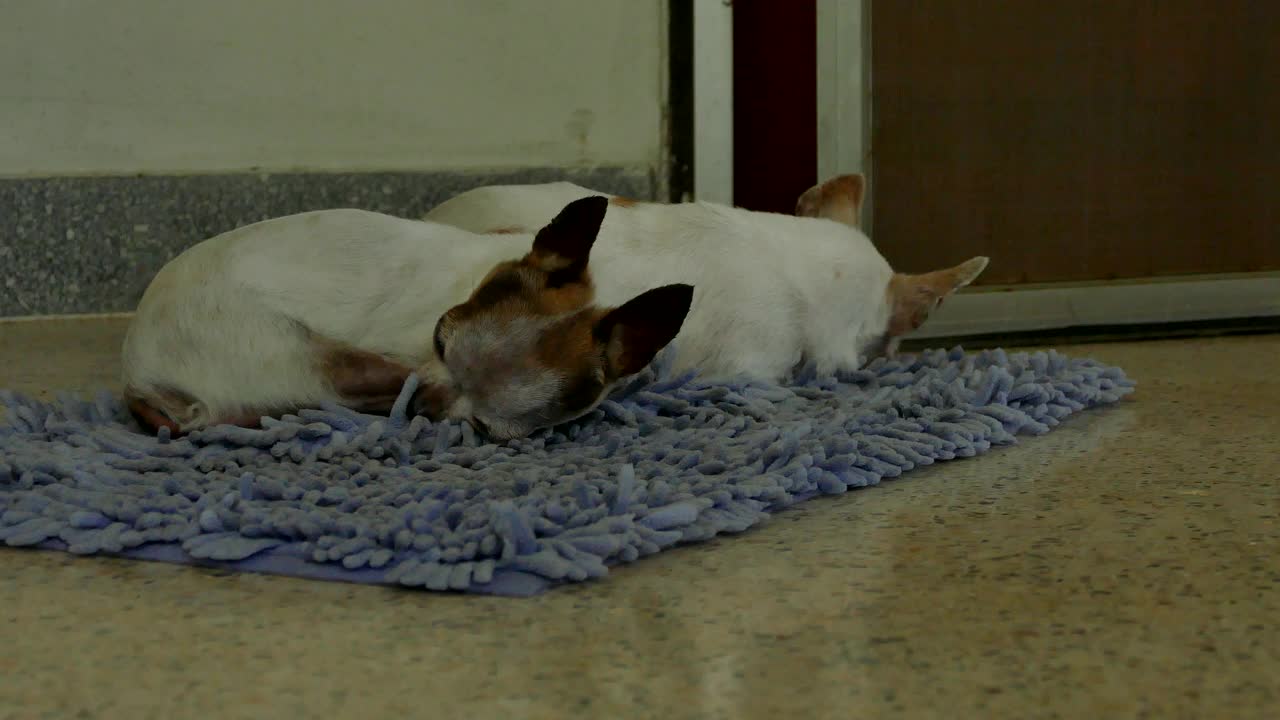 白色短毛的雌性吉娃娃狗躺在湿巾上视频素材
