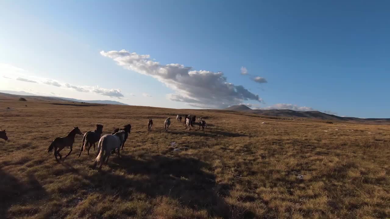 航拍的FPV无人机拍摄了追逐和飞行近群野马奔跑在一个美丽的夏天日落的田野。视频下载