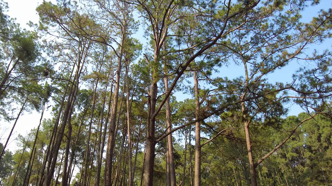 美丽的松树林。视频下载