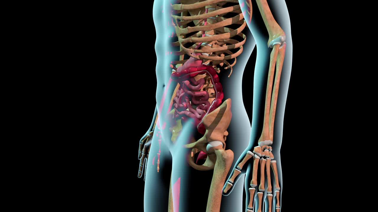 胃和肠x光人体视频下载