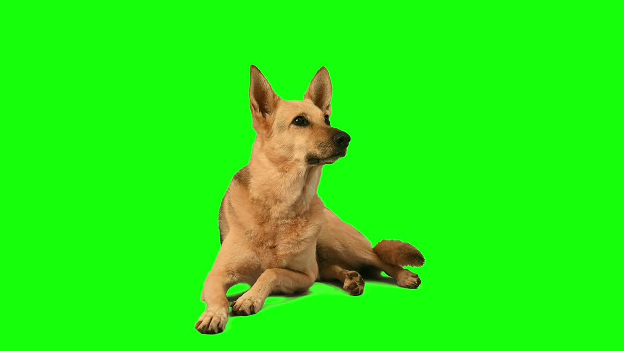 漂亮的德国牧羊犬在色度键绿色屏幕背景视频下载