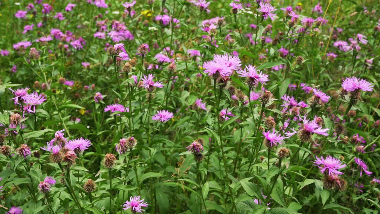小的粉红色矢车菊-半人马属-生长在绿色森林草甸，在缓慢的风中移动视频素材