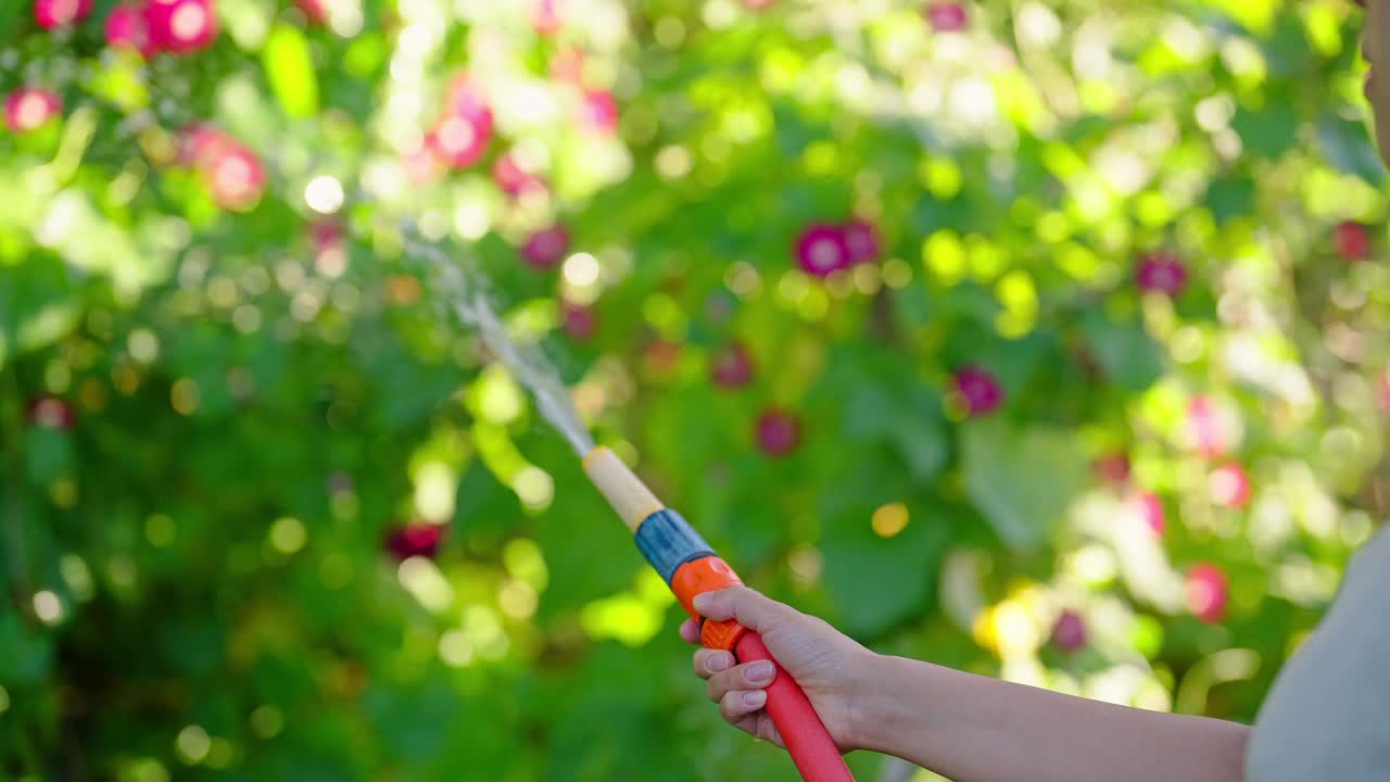 女人的手在花园浇水的特写照片视频下载