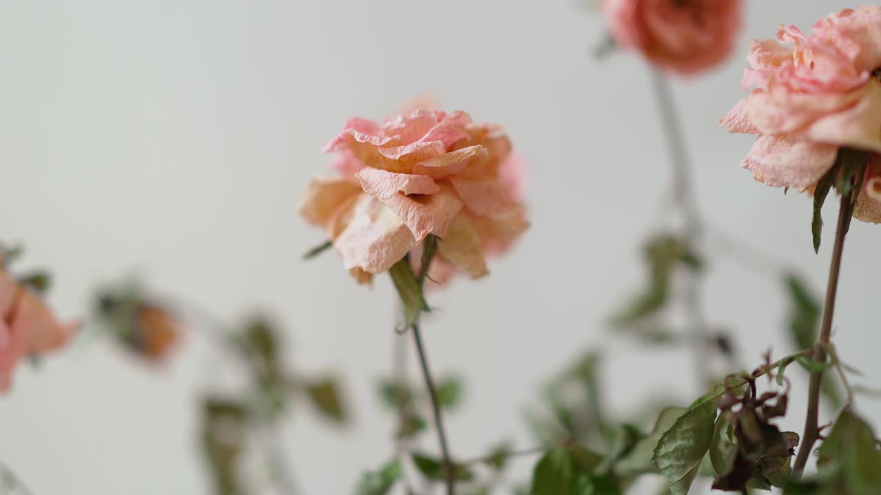 干花在白色背景的花盆。死亡和抑郁的概念视频素材