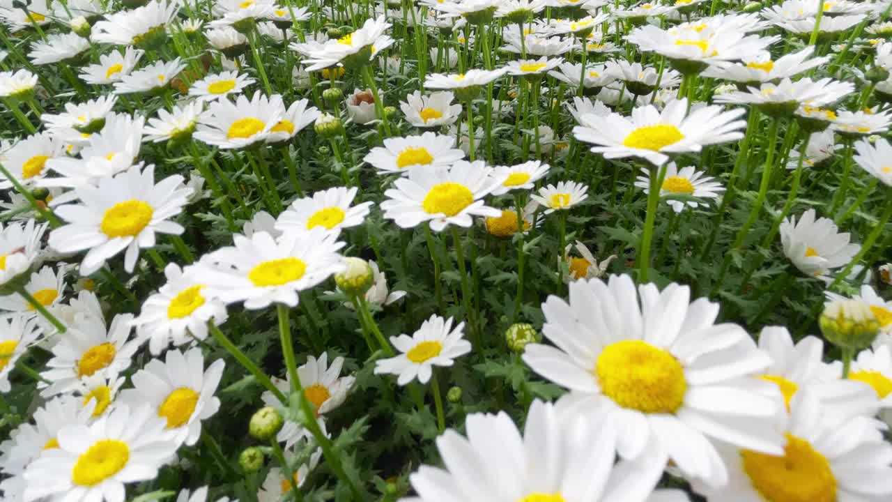 白色的花，雏菊，甘菊视频素材
