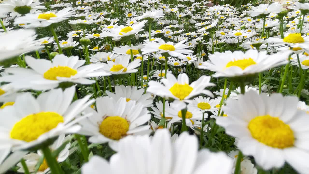 白色的花，雏菊，甘菊视频素材