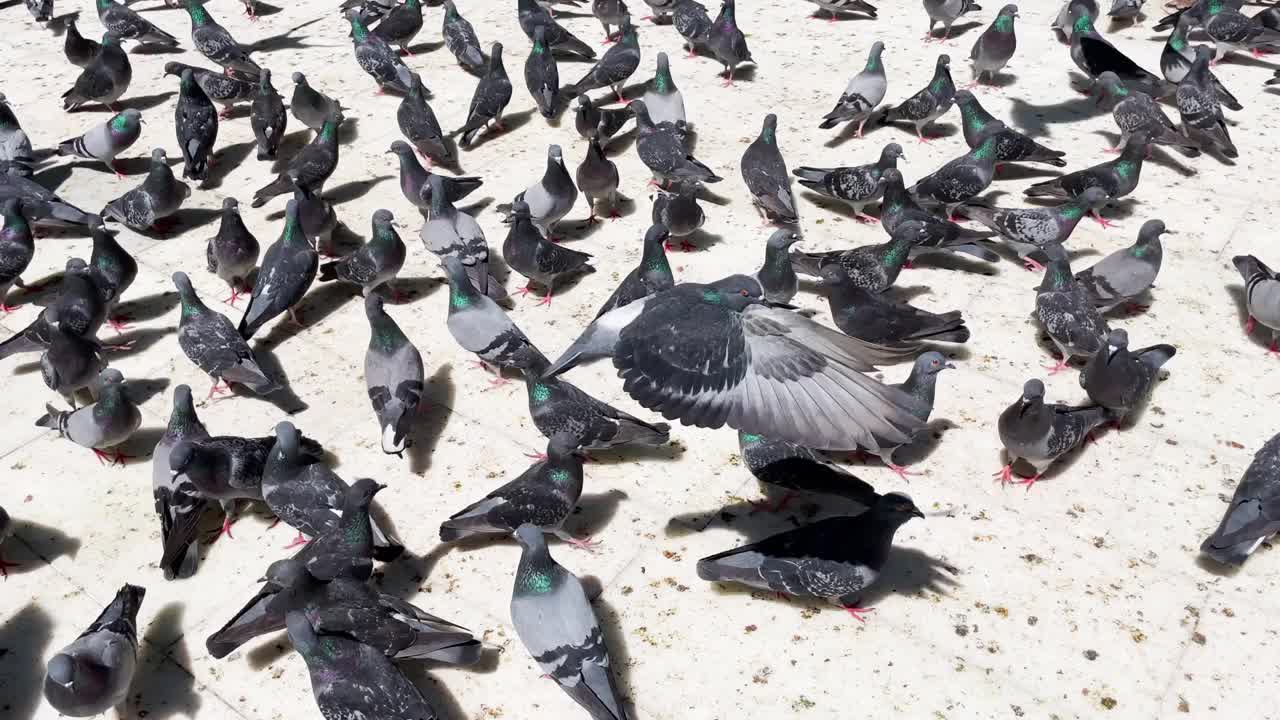 成群的鸽子吃东西视频素材