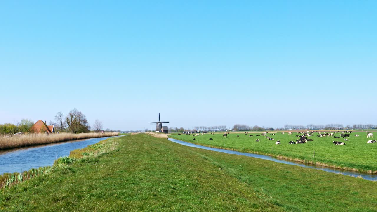 典型的荷兰圩田景观，草地上放牧着奶牛视频下载
