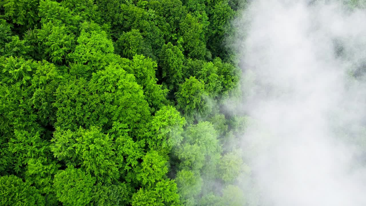 云朵之上的山森林，飞行通过神奇的夏季森林下雨的天气，空中观察无人机4k视频素材