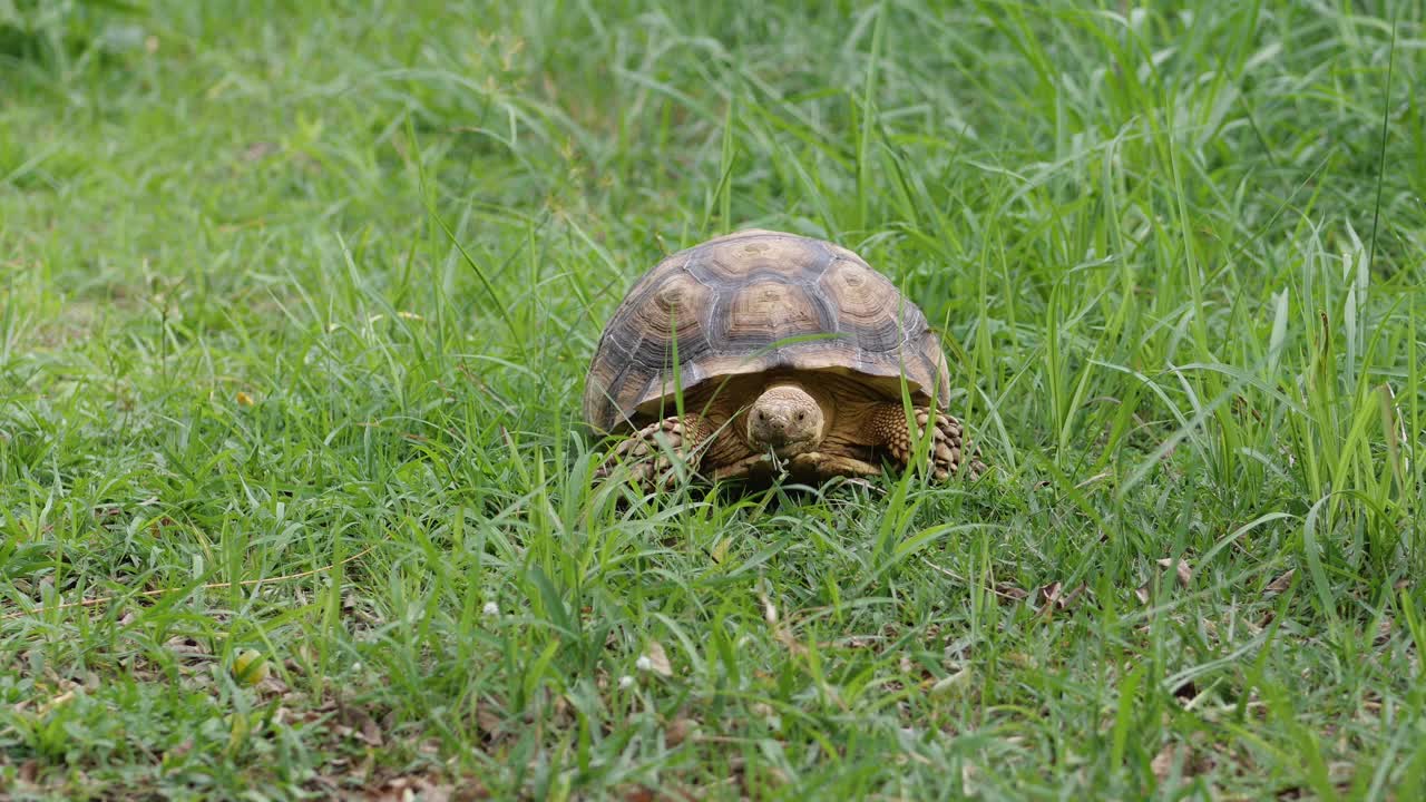 在自然中行走的苏卡塔龟(非洲盾龟)视频下载