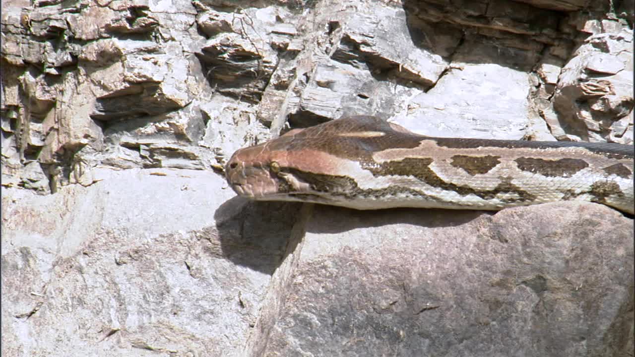 印度巨蟒在岩石上爬行的慢镜头视频下载