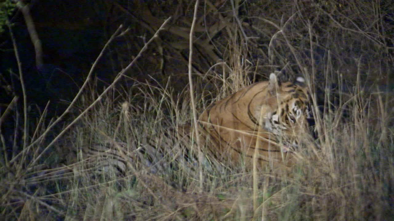 晚上，雄虎在草丛中打哈欠，看着摄像机视频素材