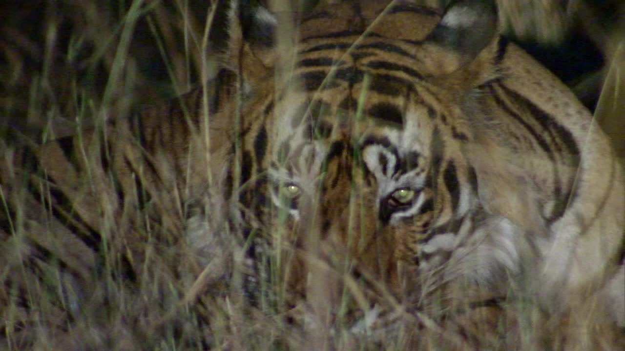 雄性老虎晚上坐在草丛里的特写镜头视频素材