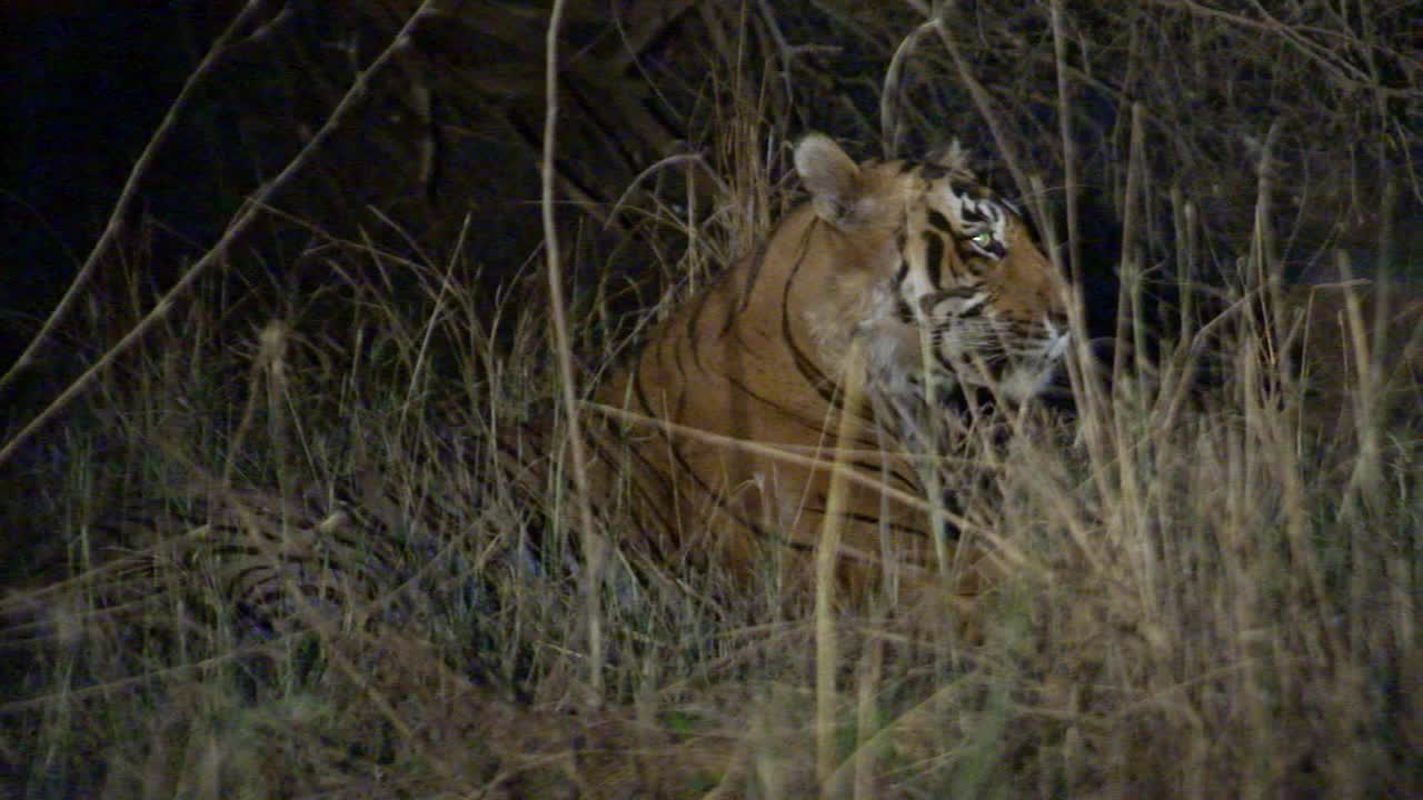 雄性老虎晚上在草丛中梳理自己视频素材