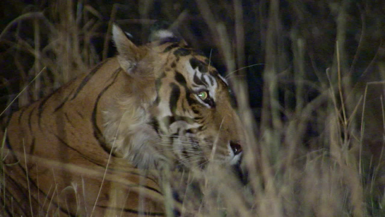 雄性老虎晚上在草丛中舔自己的特写视频素材