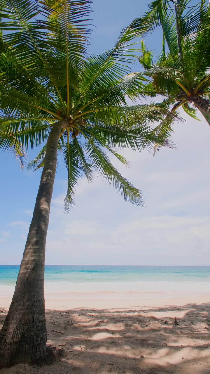 垂直的画面。普吉岛泰国著名旅游胜地安达曼度假暑假概念。海滩上的椰子树。椰子树上有美丽的热带海滨风光视频素材
