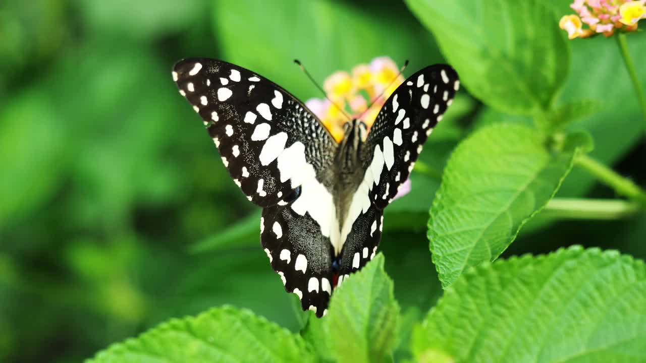 莱姆蝴蝶吮吸花蜜在西印度兰塔纳花视频素材