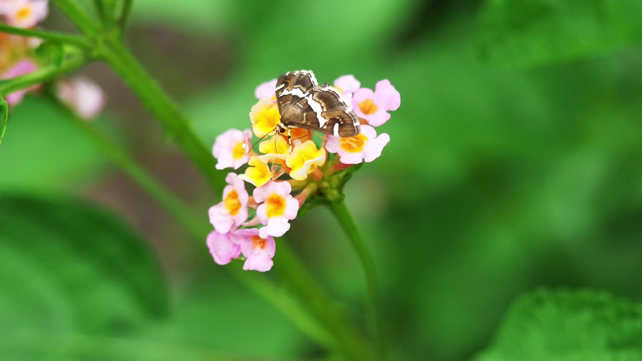 蝴蝶吮吸花蜜在西印度兰塔纳花视频素材