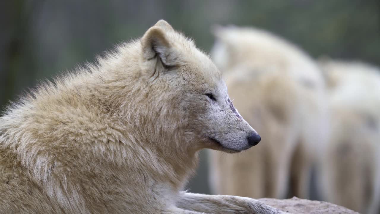 北极狼(Canis lupus arctos)，也称为白狼或极地狼视频素材