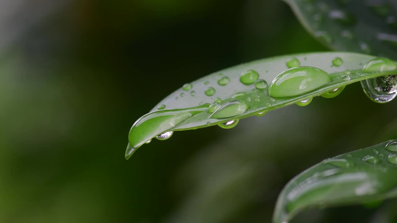 树叶上的水滴，纯净自然的背景视频素材