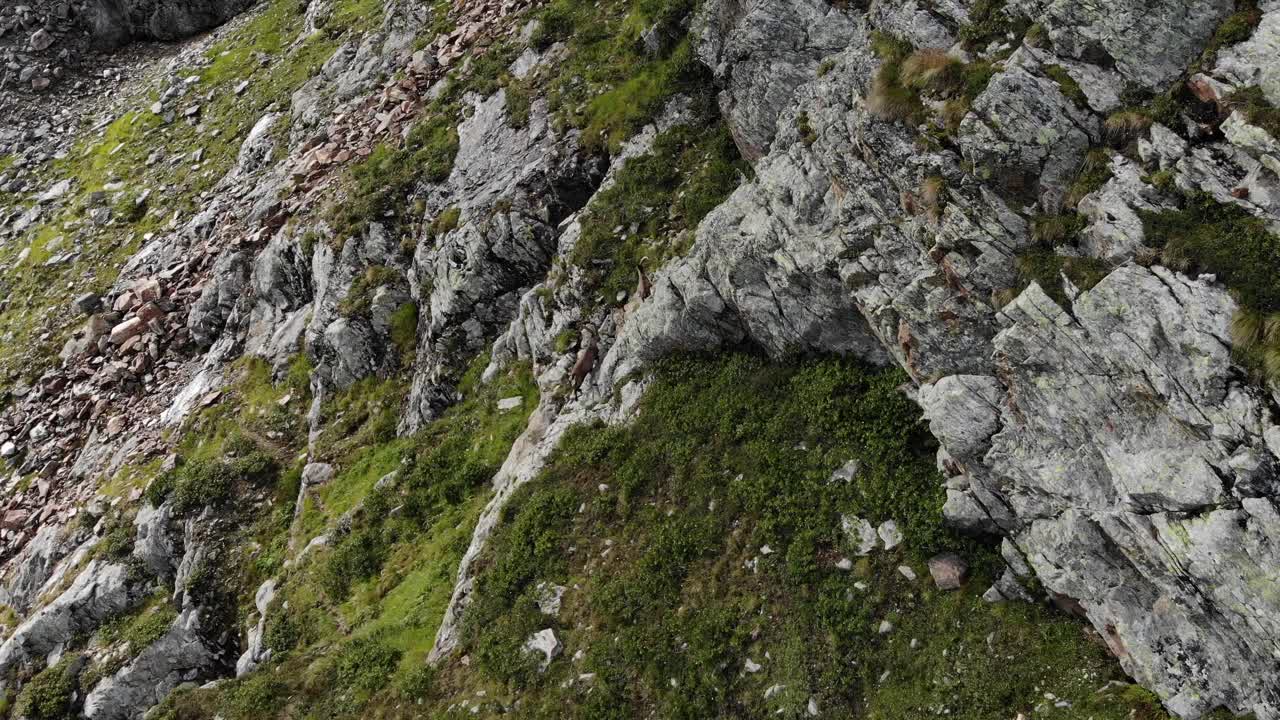 意大利阿尔卑斯山上的一组高山野山羊(卡普拉野山羊)的无人机视图视频素材