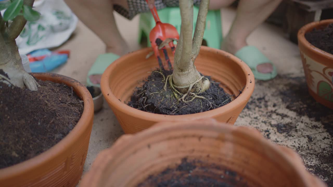 加德纳移花盆种植植物。视频下载